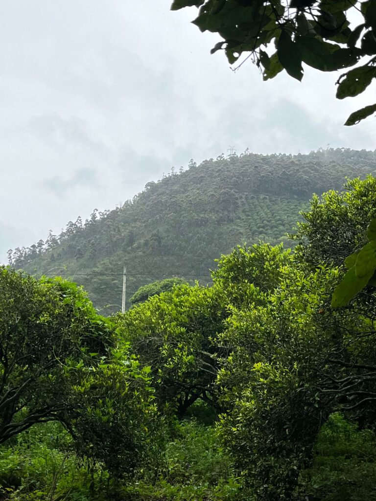 🏞️Finca El Mirador de Puñapi